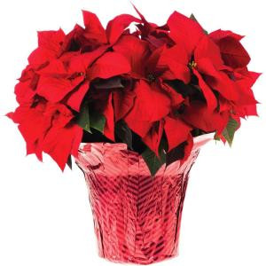 #10 Live Poinsettia (In-Store Only)-10INP2013_UMB 205688913
