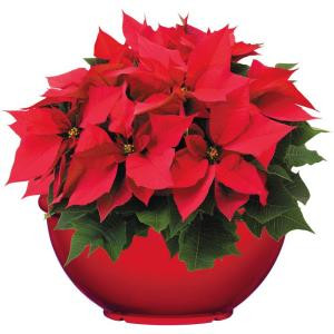 12 in. Bellina Bowl Poinsettia (In-Store Only)-10028_UMC 205688903