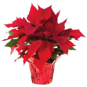 1.5 qt. Live Poinsettia (In-Store Only)-10024_UM 205688895