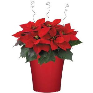 8 in. Bella Upgraded Poinsettia (In-Store Only)-8INP2013_UMA 205688901