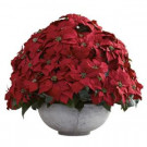 Nearly Natural Holiday 34 in. W x 34 in. D x 29.75 in. H Giant Poinsettia Arrangement with Decorative Planter-1345 206585495